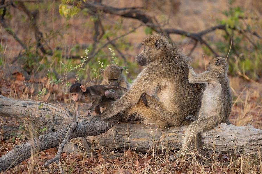 Baboon Family at Dusk — Chobe National Park, Botswana — Fine art canvas print by Naomi McLeod