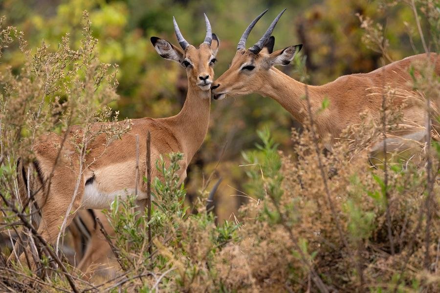 Impala Affection — Wildlife Portrait from the African Bush — Fine art canvas print by Naomi McLeod