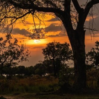 African Sunset Through Acacia Trees — Southern Africa Savanna