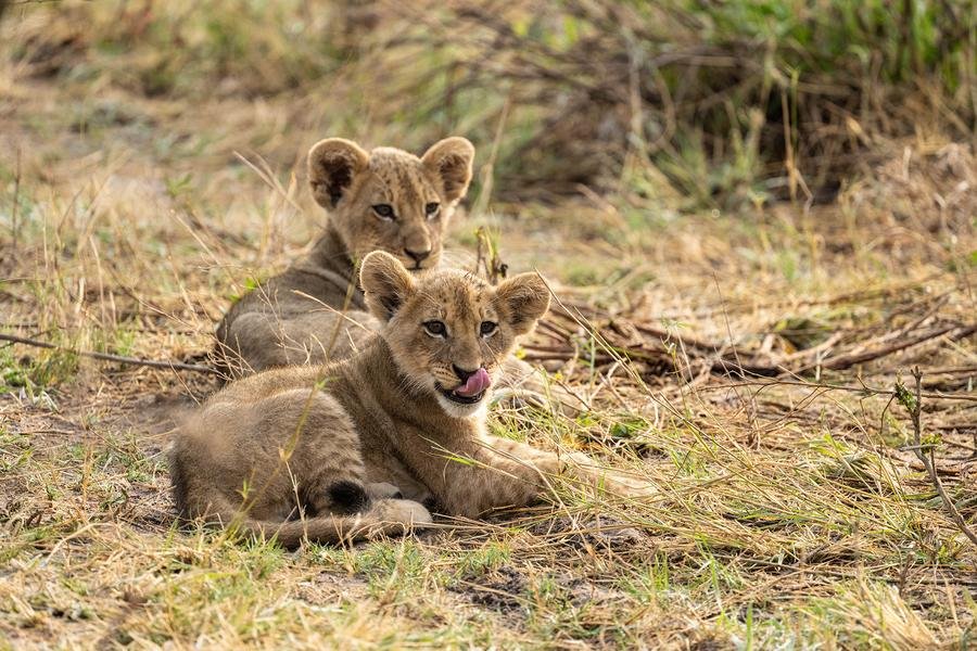 Lion Cubs at Rest — Okavango Delta, Botswana — Fine art canvas print by Naomi McLeod