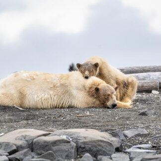 Polar Bear Mother and Cub — Wrangel Island, Russian Arctic