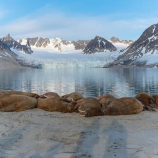 Walrus Colony at Rest — Svalbard, Norwegian Arctic