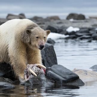 Polar Bear with Walrus — Svalbard, Arctic Norway
