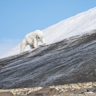 Polar Bear on Glacial Rock — Svalbard, Norwegian Arctic