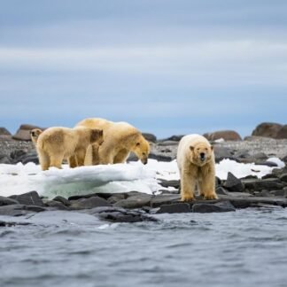 Polar Bear Family — Svalbard Arctic Shoreline, Norway