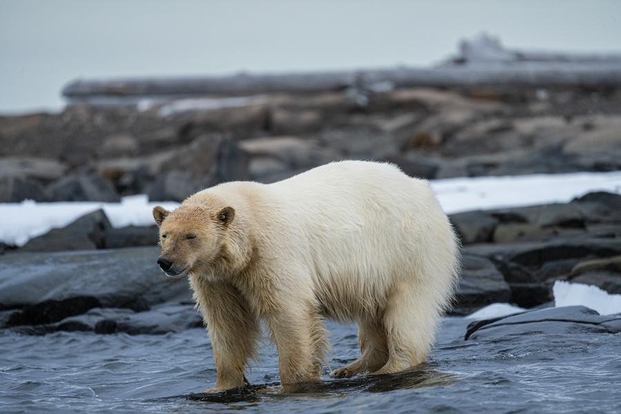 Polar Bear at Hudson Bay — Arctic Canada Wildlife Portrait — Fine art canvas print by Naomi McLeod
