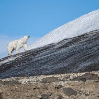 Polar Bear Ascending — Svalbard, Arctic Norway