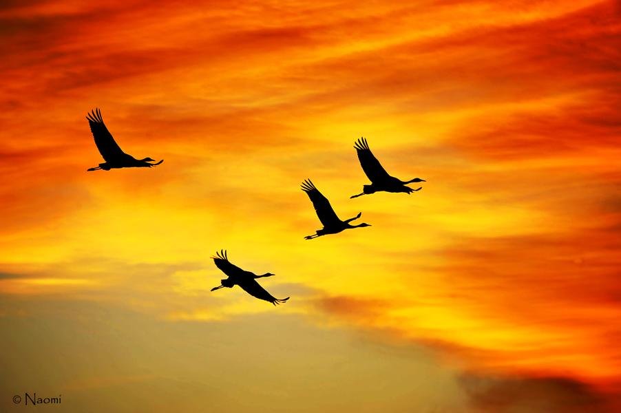 Cranes at Sunset — Silhouettes in Flight Against Burning Sky — Fine art canvas print by Naomi McLeod