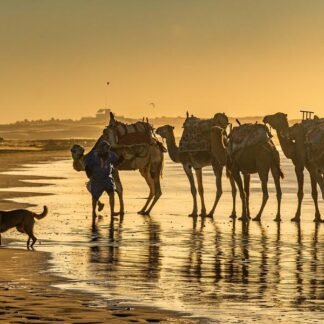 Camel Caravan at Sunset — Essaouira Beach, Morocco