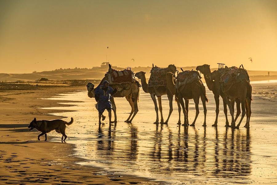 Camel Caravan at Sunset — Essaouira Beach, Morocco — Fine art canvas print by Naomi McLeod