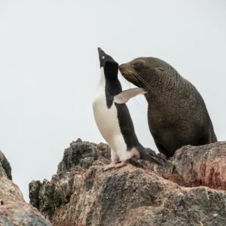 Penguin Meets Seal — Antarctic Peninsula Wildlife Encounter