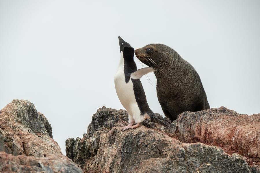 Penguin Meets Seal — Antarctic Peninsula Wildlife Encounter — Fine art canvas print by Naomi McLeod