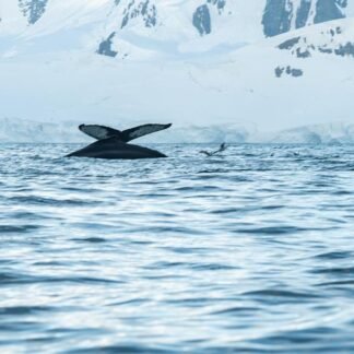 Humpback Whale Fluke — Antarctic Peninsula Expedition