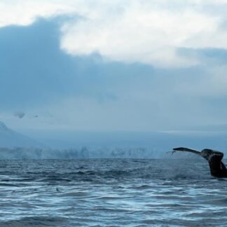 Humpback Whale Fluke — Antarctic Peninsula