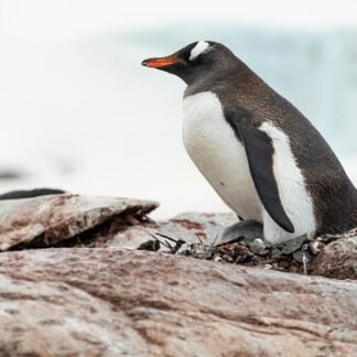 Gentoo Penguin on Antarctic Rock — Polar Wildlife Portrait
