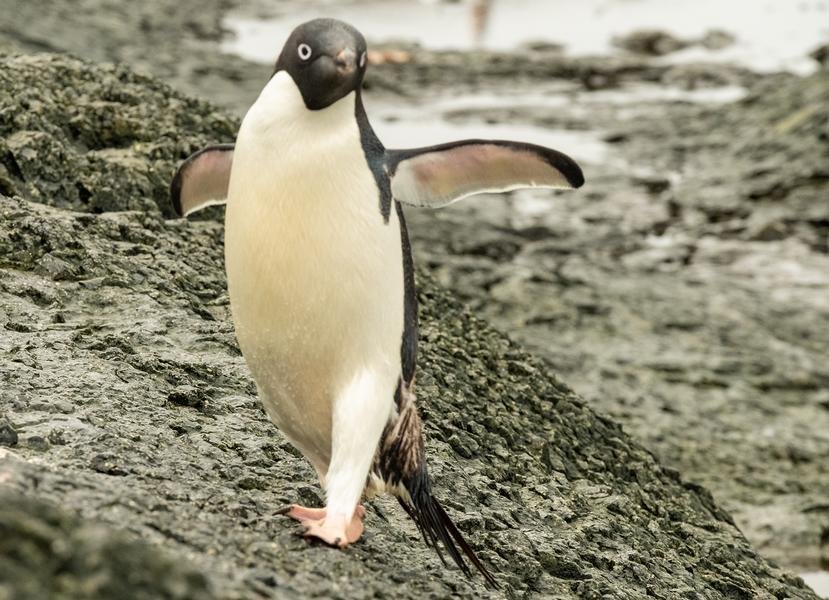 Adélie Penguin on Volcanic Shore — Antarctica — Fine art canvas print by Naomi McLeod