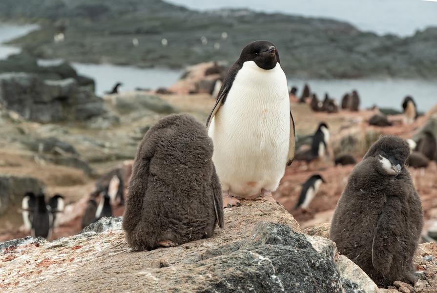 Adelie Penguin Family — Antarctic Peninsula Colony — Fine art canvas print by Naomi McLeod