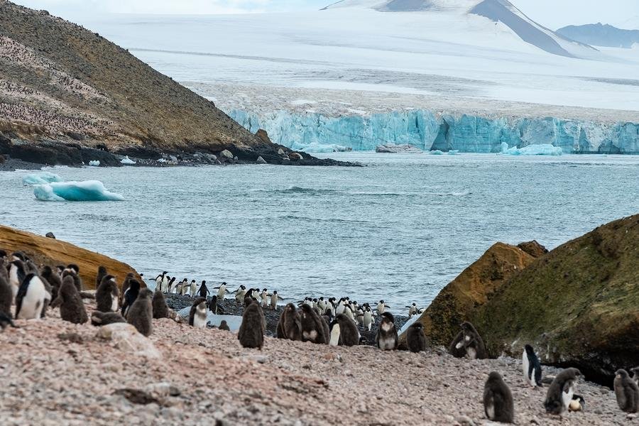 Penguin Colony at Glacier’s Edge — Antarctica — Fine art canvas print by Naomi McLeod