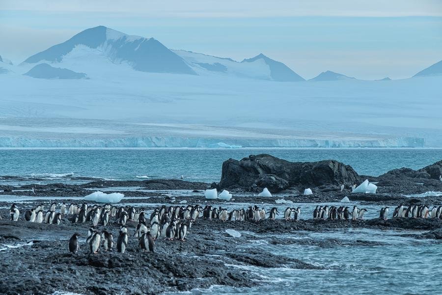 Penguin Colony at Blue Hour — Antarctic Peninsula — Fine art canvas print by Naomi McLeod