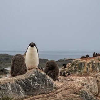 Guardian of the Colony — Adelie Penguin Family, Antarctica