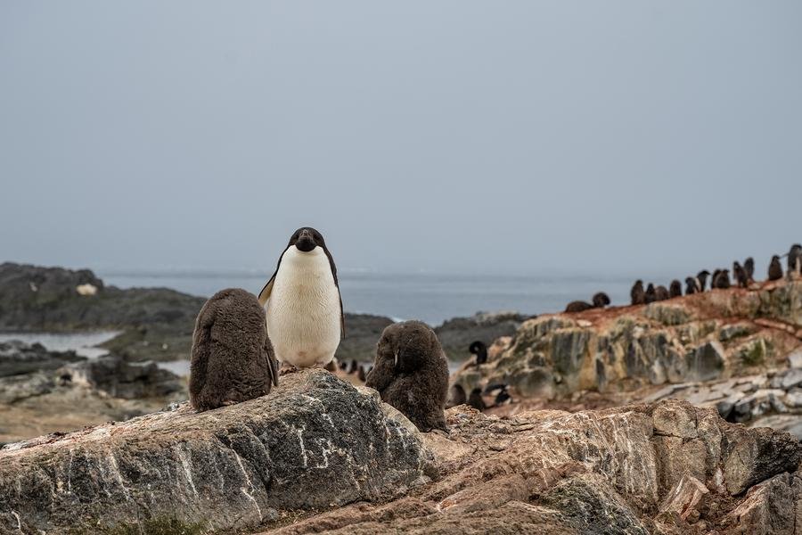 Guardian of the Colony — Adelie Penguin Family, Antarctica — Fine art canvas print by Naomi McLeod