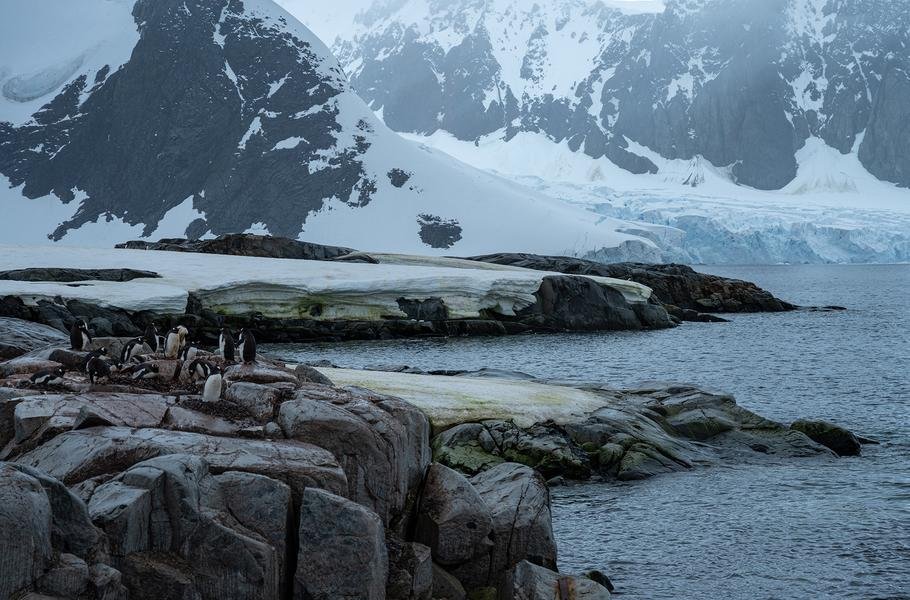 Penguin Colony at Glacier’s Edge — Antarctic Peninsula — Fine art canvas print by Naomi McLeod