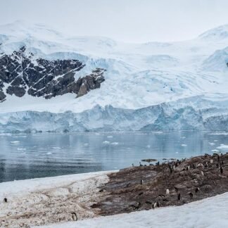 Gentoo Colony at the Glacier — Neko Harbour, Antarctica