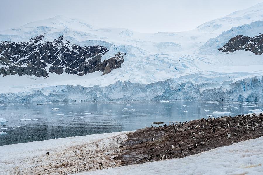 Gentoo Colony at the Glacier — Neko Harbour, Antarctica — Fine art canvas print by Naomi McLeod