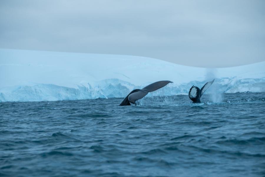 Humpback Whales Diving — Antarctic Peninsula Glacier — Fine art canvas print by Naomi McLeod