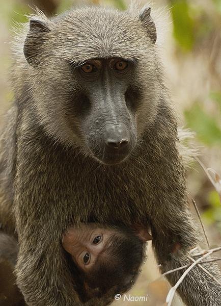 Baboon Mother and Infant — African Wildlife Portrait — Fine art canvas print by Naomi McLeod