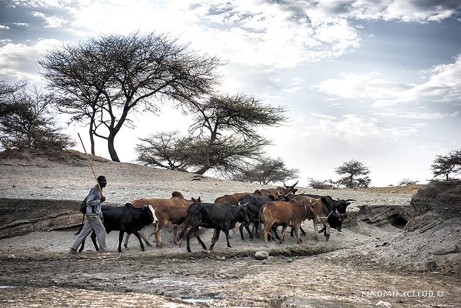 The Cattle Driver — Serengeti Plains, Tanzania — Fine art canvas print by Naomi McLeod