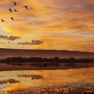 Cranes at Golden Hour — Hula Valley, Israel