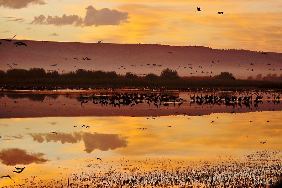 Crane Migration at Sunset — Hula Valley, Israel — Fine art canvas print by Naomi McLeod