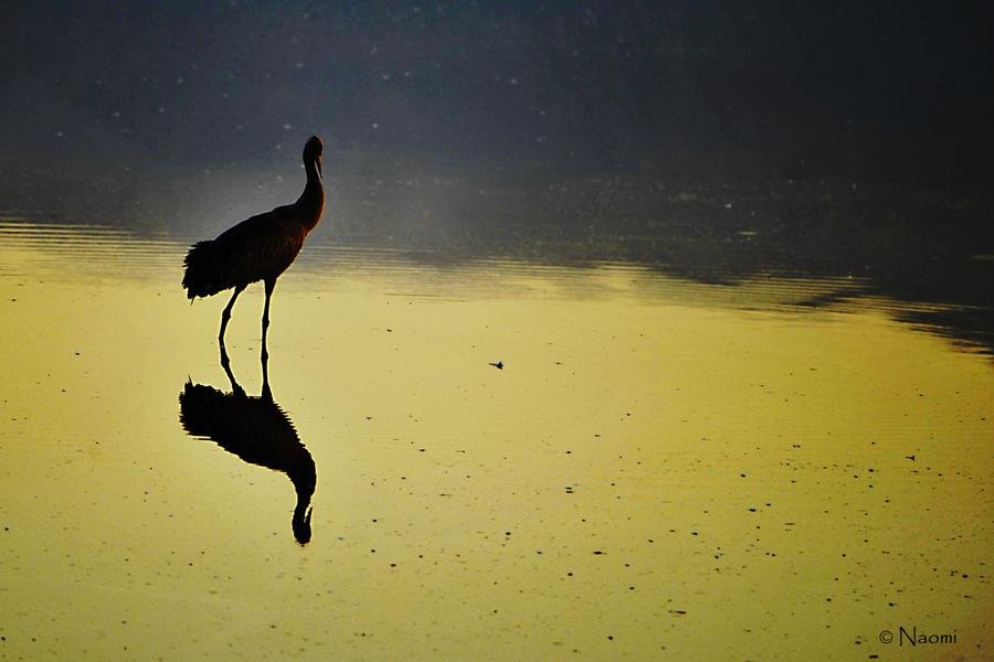 Crane at Twilight — Golden Hour Silhouette Reflection — Fine art canvas print by Naomi McLeod