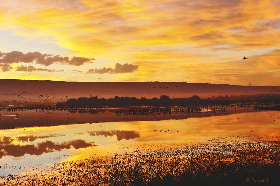 Wetland Dawn — Bosque del Apache, New Mexico — Fine art canvas print by Naomi McLeod