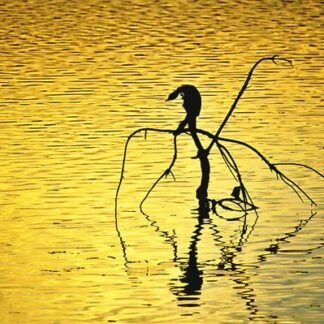 Cormorant at Golden Hour — Silhouette on Still Water