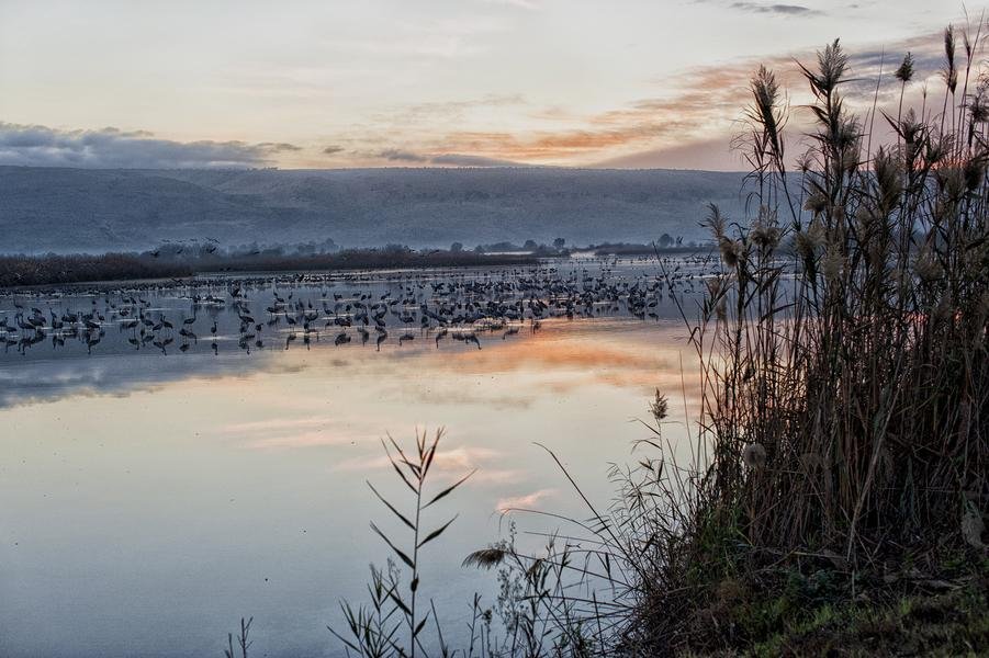 Cranes at Dawn — Hula Valley, Israel — Fine art canvas print by Naomi McLeod