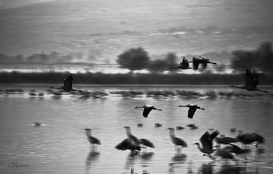 Cranes at Dawn — Hula Valley, Israel | Black and White Fine Art — Fine art canvas print by Naomi McLeod