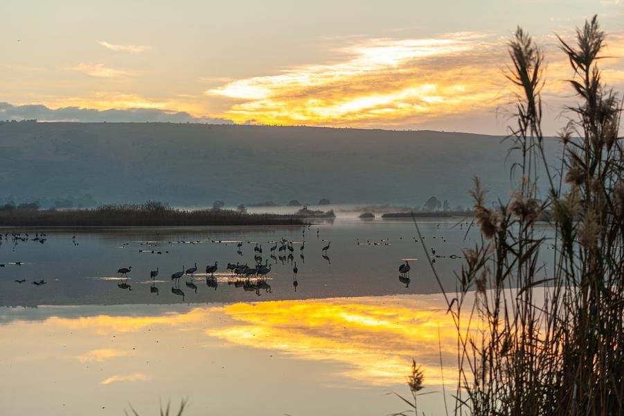 Cranes at Dawn — Hula Valley, Israel | Golden Hour Reflection — Fine art canvas print by Naomi McLeod