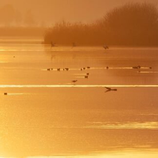 Heron at Golden Dawn — Wetland Symphony in Amber Light