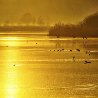 Golden Wetland at Dawn — Birds on Gilded Water
