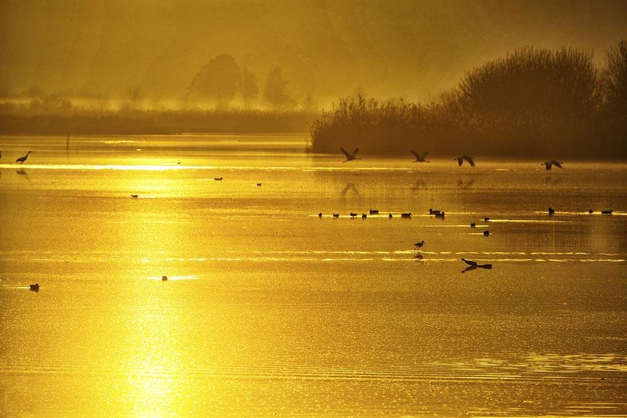 Golden Wetland at Dawn — Birds on Gilded Water — Fine art canvas print by Naomi McLeod