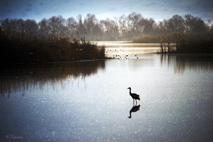 Crane at Dawn — Winter Wetlands Reflection — Fine art canvas print by Naomi McLeod