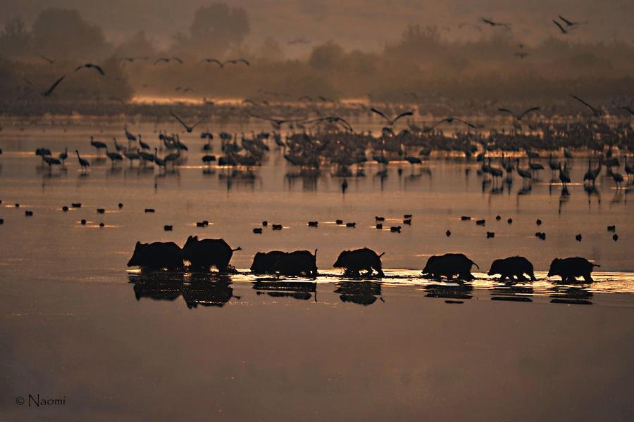 Wild Boar at Dawn — Hula Valley Crane Migration, Israel — Fine art canvas print by Naomi McLeod