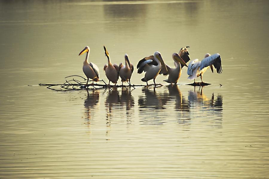 Pelican Congregation at Golden Hour — Lake Nakuru, Kenya — Fine art canvas print by Naomi McLeod