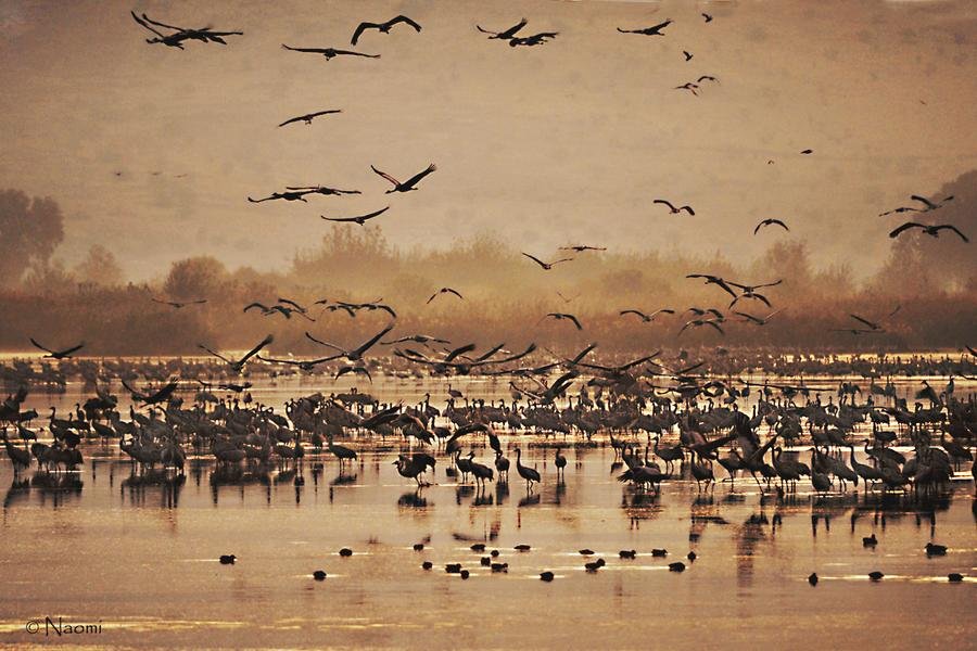 Crane Migration at Dawn — Hula Valley, Israel — Fine art canvas print by Naomi McLeod