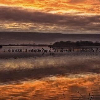 Sunset Migration — Hula Valley, Israel