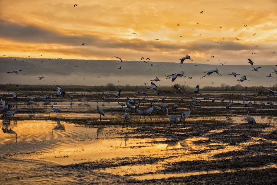 Cranes at Dusk — Hula Valley Migration, Israel — Fine art canvas print by Naomi McLeod