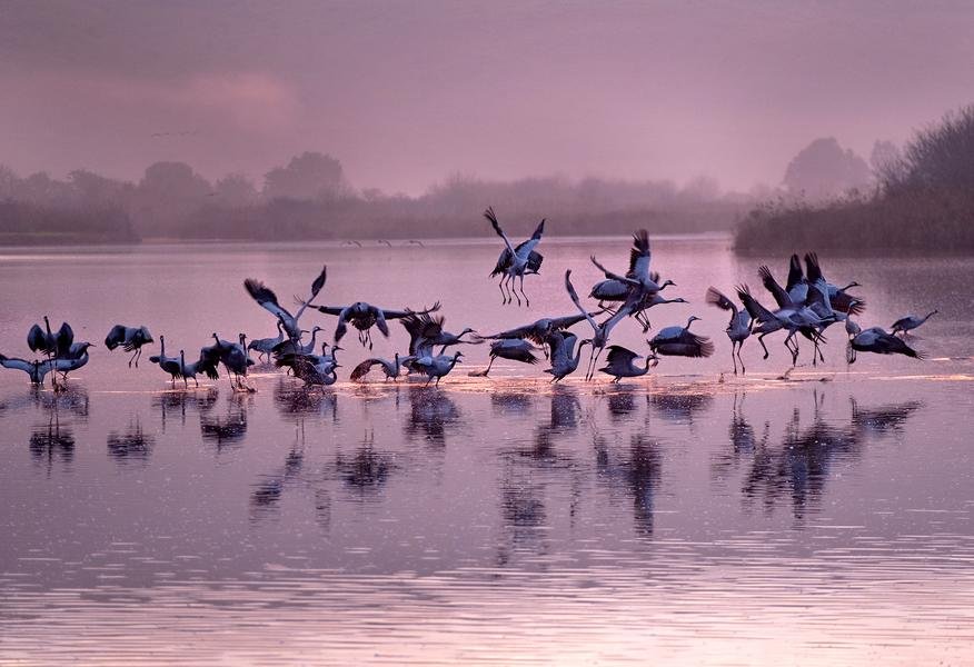 Cranes at Dawn — Hula Valley, Israel | Fine Art Bird Photography — Fine art canvas print by Naomi McLeod