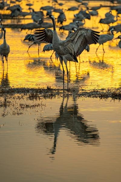 Crane at Golden Hour — Wings Spread in Amber Light — Fine art canvas print by Naomi McLeod